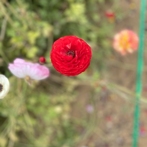 Meet your Posher, Krystle - Picture 14 of 16